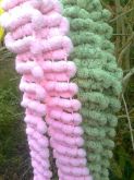 cachicol pom pom