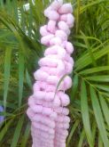 cachicol pom pom